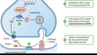 Acetylcholinesterase enzyme  biological function  regulation inhibition  Donepezil mechanism [upl. by Odelet]