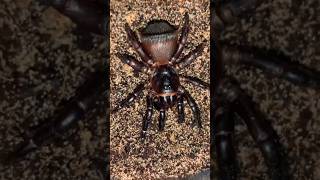 Cyclocosmia  Trapdoor Spider [upl. by Urial]