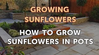 How to Grow Sunflowers in Pots [upl. by Ael89]