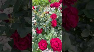 Rose bush♥️🥀 rosebush bush flower flowers rose rosé flowerbed roseflowergarden loverose [upl. by Norvun]