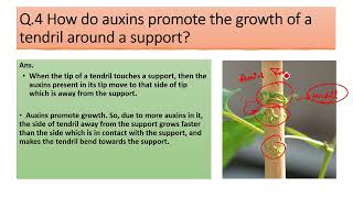 How do auxins promote the growth of a tendril around a support [upl. by Ahsinan]