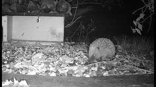 Baby Hedgehogs First Outing  Autumn Babies [upl. by Nilpik279]