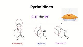 Hydrogen bond between Adenine and Thymine  Adenine Thymine base pair  nitrogenous base pairing [upl. by Ailimaj]