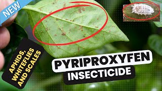 Pyriproxyfen Insecticide Best Pest Control for Agriculture and Public Health aphids whiteflies [upl. by Keraj]