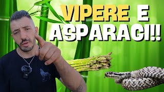 VIPERE e ASPARAGI consigli utili [upl. by Bonns478]