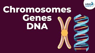 Genetics Basics  Chromosomes Genes DNA and Traits  Infinity Learn [upl. by Jori]