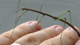 🐝 Walking Stick Insect  Real Japan Monsters [upl. by Euqinor]