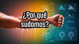 ¿Sabías que tienes MÁS de 2 millones de glándulas sudoríparas [upl. by Sasnett]