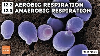 IGCSE Biology  Aerobic and anaerobic respiration 122 123 [upl. by Acessej]