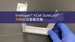 【SDS PAGE】 XCell SureLock 内側白金線の交換方法 qty35 [upl. by Ahseat]