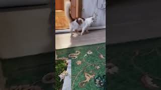 chortsvideo katten kittenkuts funnycats cute cat [upl. by Vasiliki]