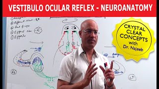 Vestibulo Ocular Reflex  Neuroanatomy [upl. by Webster802]