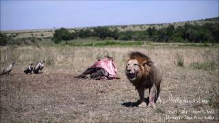 Scar2 aka Joker  the Sand River male Maasai Mara lions [upl. by Etheline]