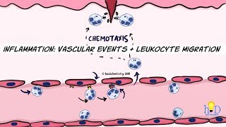 Inflammation Vascular events and leukocyte migration [upl. by Ayetal]