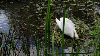 Swan Cygnets nest Foxton [upl. by Montgomery291]