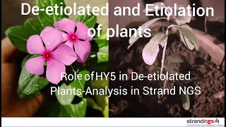 Deetiolation and Etiolation of Plants and role of HY5 in Deetiolated plant Analysis in Strand NGS [upl. by Joon]