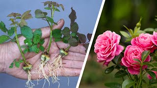 The method of growing roses from buds the whole world does not know  How to propagation Roses [upl. by Ramraj612]