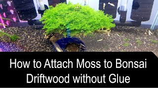 How to Attach Moss to Bonsai Driftwood without Glue in 5 Minutes ONLY [upl. by Yra679]