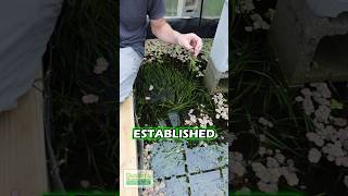 Fast Growing VALLISNERIA PART 2 [upl. by Arlette]