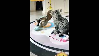 Cat vs duck Fight [upl. by Nosauq]