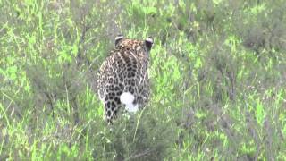 Leopard in der Serengeti [upl. by Cresida]