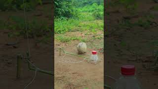 Primitive Quail Trap shortvideo shorts techniqueuniquetrap [upl. by Rothberg186]