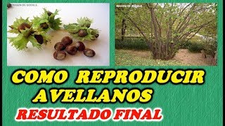 CÓMO GERMINAR AVELLANAS  RESULTADO FINAL  Todo Huerta y Jardín [upl. by Etteniuqna228]