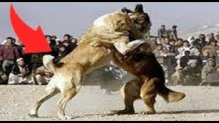 Mastin tibetano capas de Derrotar aun Poderoso Kangal Mastin vs kangal [upl. by Annaid]