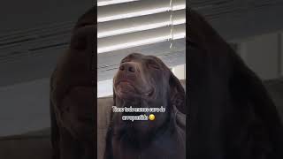 ¡Sin Arrepentimiento Este Perro No Se Siente Mal por Su Maldad 😂🐾 shortsvideo dog [upl. by Suired]