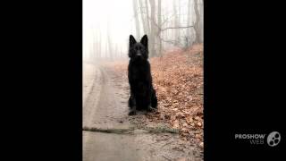 Belgian Shepherd Groenendael Dog breed [upl. by Diraf826]