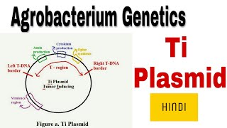 Ti Plasmid  agrobacterium genetics  vir regulon in Hindi [upl. by Yeca814]