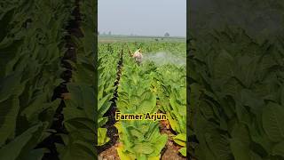 Second spray for tobacco plants spray fertilizer for tobacco field synzenta tobacco farmerarjun [upl. by Eyks]