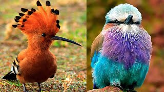 7 Oiseaux Africains Les Plus Exotiques Qui Existent [upl. by Aihsenyt]