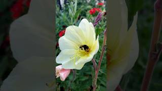 The yellow Oenothera Odorata Eveningprimrose eveningprimrose yellowflowers flowers garden [upl. by Eladal]