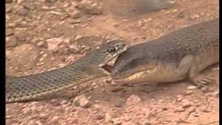 A la découverte des reptiles et des cobras [upl. by Healion]