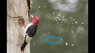 LIVE WoodPecker Pecking Tree Watch  SAIMAA [upl. by Aylmer]