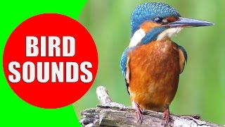 Bird sounds for kids  PART 1  Bird Identification Children Learn Common City Birds and Fowls [upl. by Bronwyn]