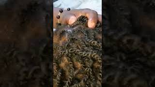 Scalp Scratching and Scalp Oiling asmr asmr scalpscratching scalpmassage [upl. by Devitt]