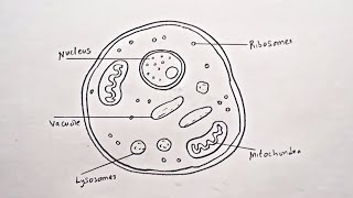 How To Draw Diagram of Eukaryotic cell [upl. by Lisa]