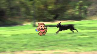 STOOPID MONKEY  Stoopid gettin chased by a dog [upl. by Ennaecarg]