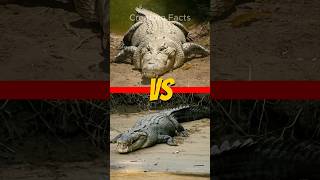 Crocodile VS Alligator [upl. by Snider838]