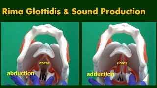 Rima Glottidis and Sound Production [upl. by Clint]