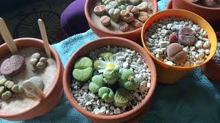 Watering lithops part 2 of 4 [upl. by Esalb508]