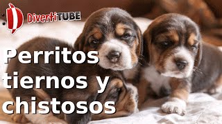 Vídeos de perritos tiernos y chistosos [upl. by Auhsoj901]