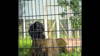 Whipsnade Zoo [upl. by Sven144]