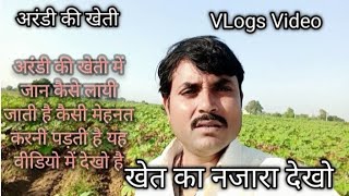 केवल बारिश में भी होती है अरंडी की खेतीcastor Farming in Hindicastor oil Arandi ki khetiअरंडी [upl. by Dlanor224]