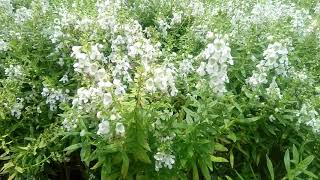 HD1080p Hamparan bunga Angelonia putih Angelonia archangel white ini mirip bunga Lavender [upl. by Clorinda]