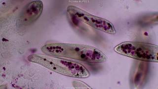 Paramecium tutorial HD [upl. by Nahtahoj]