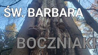 Św Barbara boczniaki gąsówki i Wowednie [upl. by Ehrsam678]