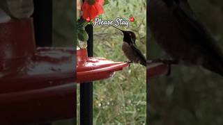 ⚘️Hummingbirds⚘️ HummingBird Lounge birdslover hummingbirds hummies calming California [upl. by Nylesoj]